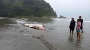 Atienden varamiento  de ballena en Muisne