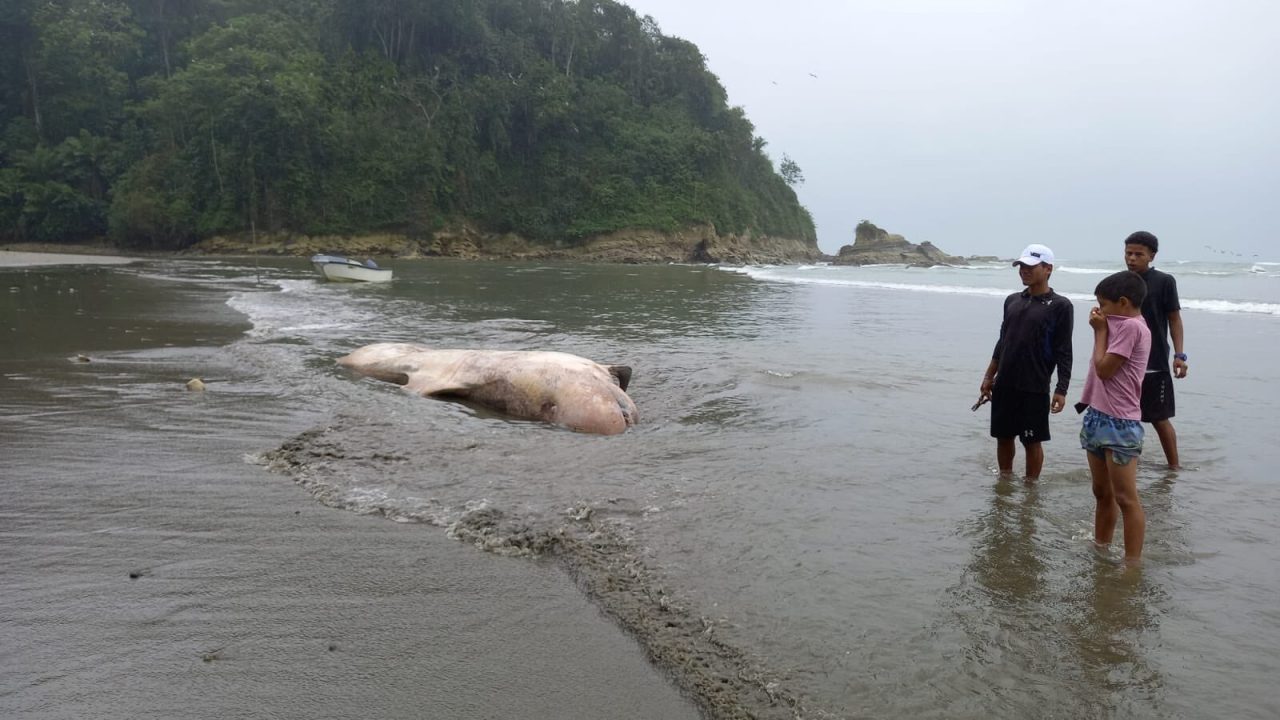 ANIMAL. Varamiento de ballena en playa de Muisne.