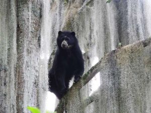 Conoce a los osos de anteojos de cerca en Imbabura