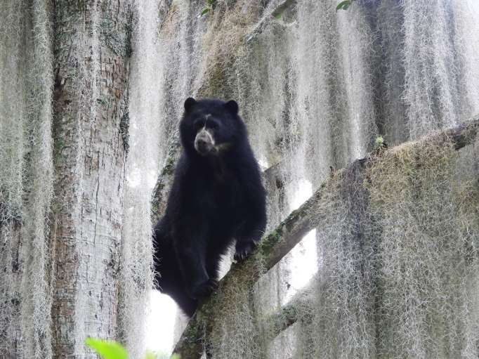 Especie. En su estado natural, alrededor de una decena de estos ejemplares se pueden observar en Pimampiro.