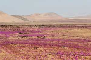 Flores que son un ‘milagro’ en Atacama
