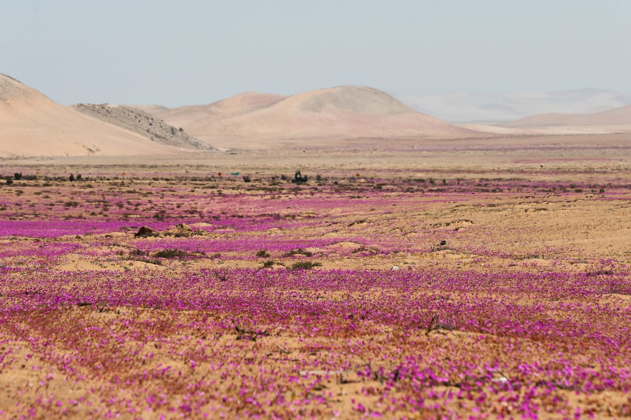 NATURALEZA. Fotografía del paisaje de flores en el desierto de Atacama, un fenómeno natural conocido como el Desierto Florido.