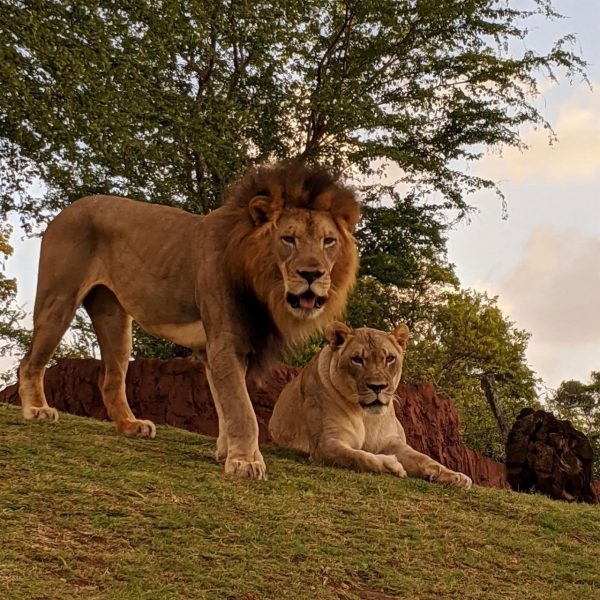 El león africano Ekundu, nacido en el zoológico de Hawái, murió hace poco por la enfermedad. Una vacuna experimental pudo salvarlo.
