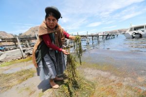 Mujeres indígenas luchan Por la conservación del Titicaca