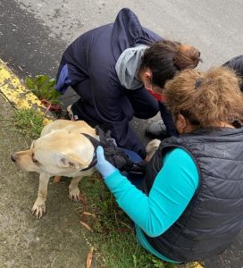 Rescatan cinco perros maltratados en una casa de Ambato