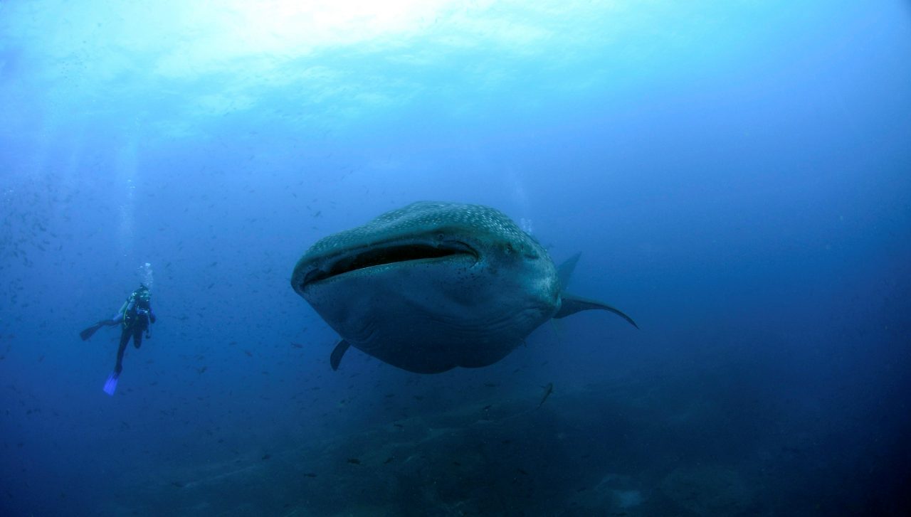 El Gobierno sin especificaciones de cómo canjear la deuda con la ampliación de la reserva de Galápagos