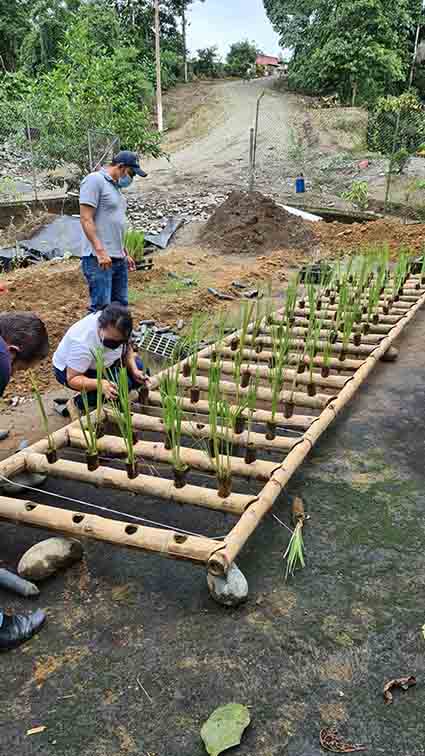 APORTE. Con la técnica de fitotratamiento se busca solucionar el problema de las aguas residuales en la comuna.