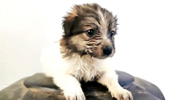 Campaña de adopción canina se cumplirá mañana