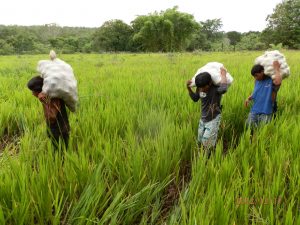 Los pequeños productores son los más vulnerables a la crisis.