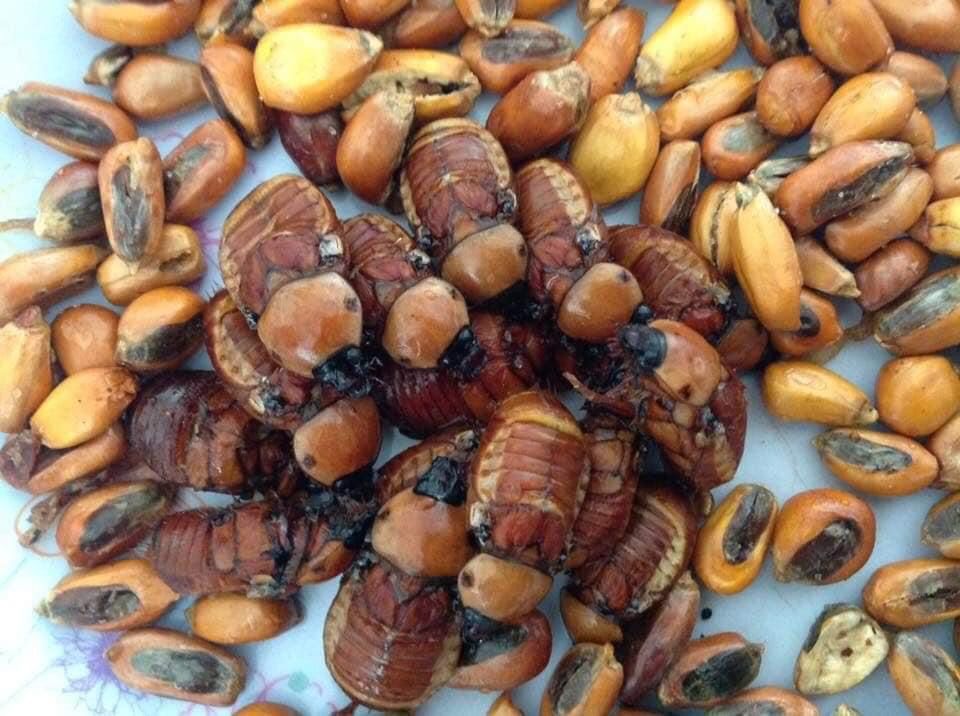 Catzos son un platillo exótico que llega con el invierno