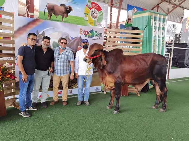 EVENTOS. La exhibición y juzgamiento de ganado es una de las actividades que se realizará en la Expogan.