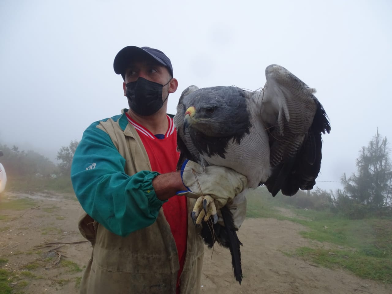 Cuatro águilas pechinegra vuelven a su hábitat natural