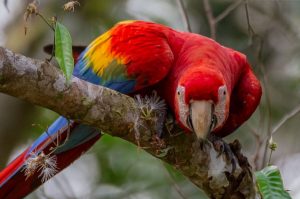 Aves amazónicas son más pequeñas por el cambio climático