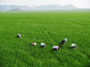 Jóvenes de las zonas rurales tienen mayor interés en estudiar agronomía