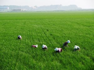 Jóvenes de las zonas rurales tienen mayor interés en estudiar agronomía