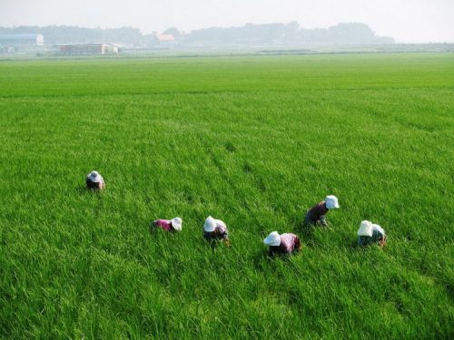 Jóvenes de las zonas rurales tienen mayor interés en estudiar agronomía
