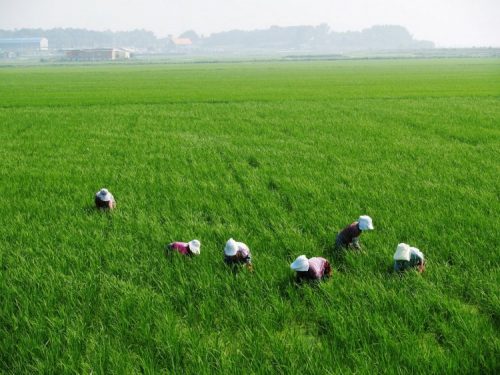 La mayor parte de los alumnos de la carrera de agronomía de la UTA, son personas cuyas familias han estado relacionadas al agro.