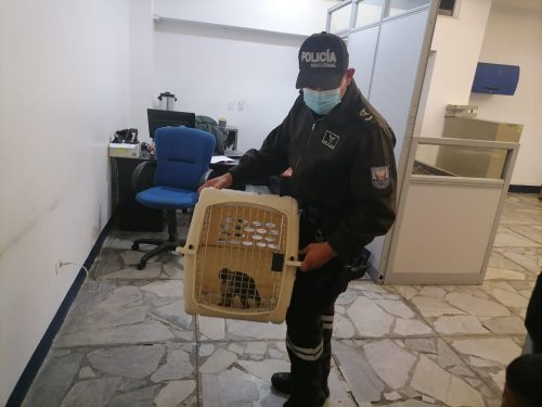 Policía rescata un mono ofertado alrededor del mercado América