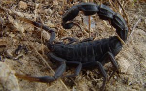 Ataque de escorpiones deja tres muertos y 450 envenenados