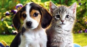 Francia prohíbe la venta de perros y gatos