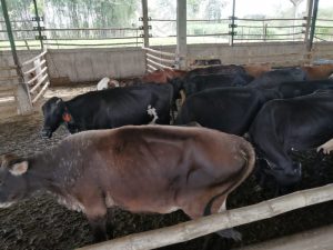 Moscas, dolor de cabeza para los ganaderos