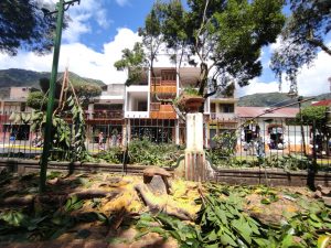 Descontento en Baños por tala de árbol de caucho