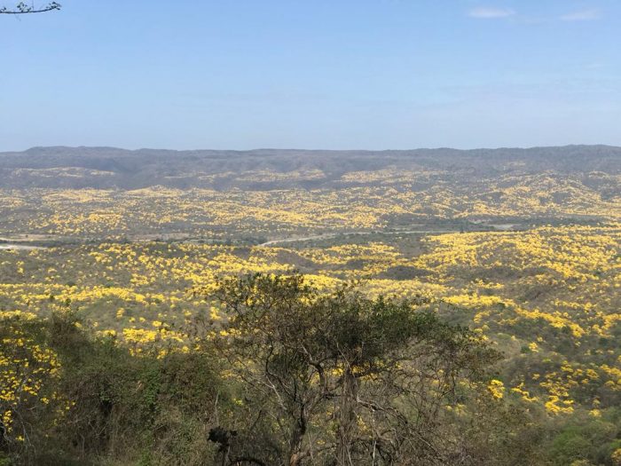 Es momento de visitar los guayacanes en Zapotillo