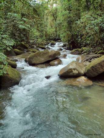 Sitio. El 68% del bosque protector Los Cedros, que tiene casi 6.500 hectáreas, estaba concesionado a empresas mineras.