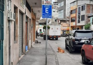 Perros callejeros en Ambato, un tema que pide control