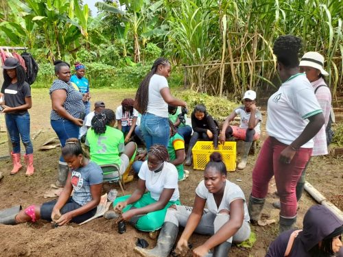 PRODUCTO. Tres organizaciones de mujeres emprendedoras le dan valor agregado al cacao nacional fino de aroma en Timbiré.