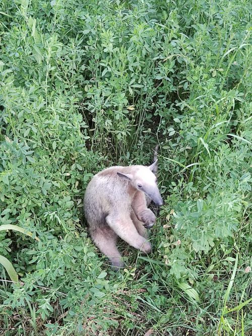 Rescatan a un oso hormiguero en el norte de Ambato
