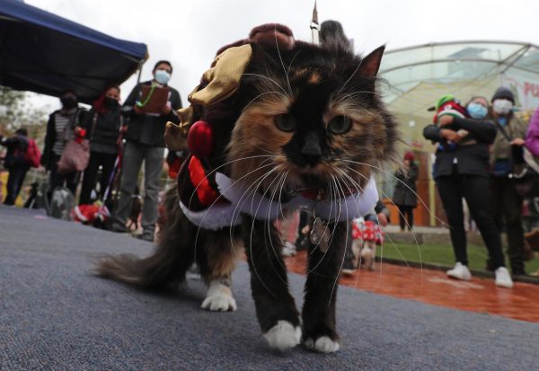 El gato "Pincel" participa del concurso de disfraces navideños en la casa de la mascota este jueves, en La Paz (Bolivia)