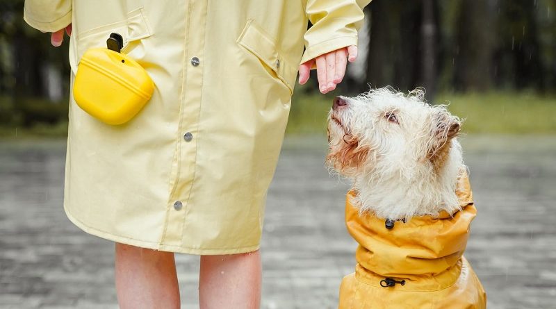 Las mascotas pueden enfermarse si no tienen los cuidados adecuados, en épocas frías (imagen: Urbanimal).