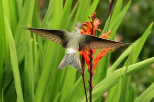 El gigante de los colibríes