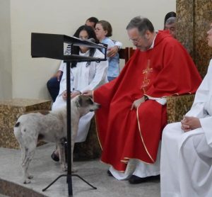 En Brasil, un sacerdote promueve la adopción de mascotas desde su iglesia