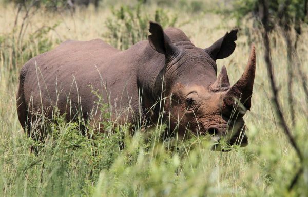La caza y la pérdida de hábitat colocan a los rinocerontes en peligro de extinción.