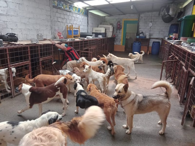 Hacinamiento de mascotas en el Centro Canino Municipal