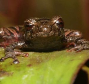 Dos especies nuevas de anfibios  en el Corredor Ecológico Llanganates Sangay