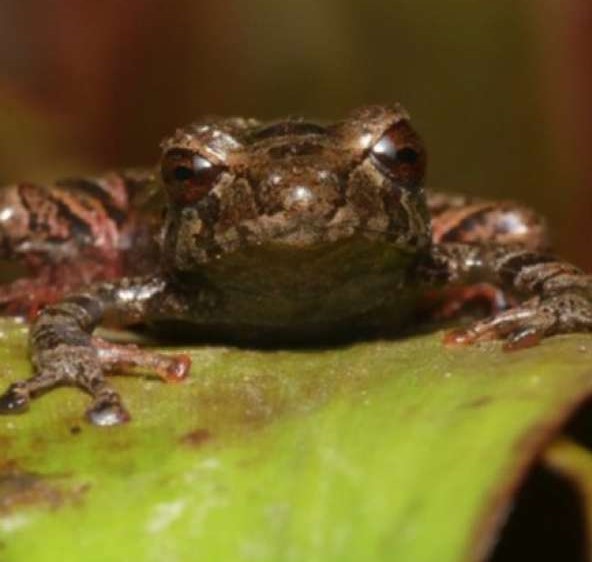 El descubrimiento de estas nuevas especies es una muestra de la riqueza de biodiversidad que existe en el Ecuador.