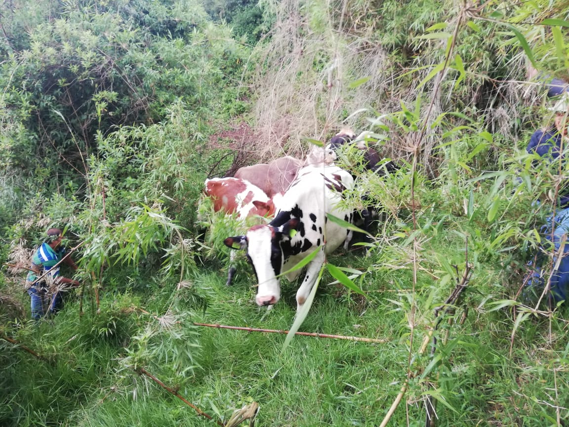 Casos. En las dos primeras semanas de 2022 en Carchi se recuperaron 31 cabezas de ganado robado.
