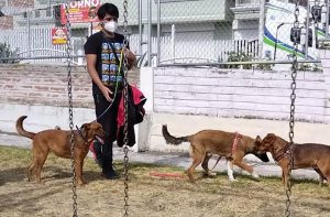 Pasea a los perros de  la Fundación Paquito y  conviértete en voluntario