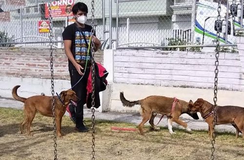 El fin de semana varias personas se unieron a esta iniciativa y pasearon a los perros de la fundación.