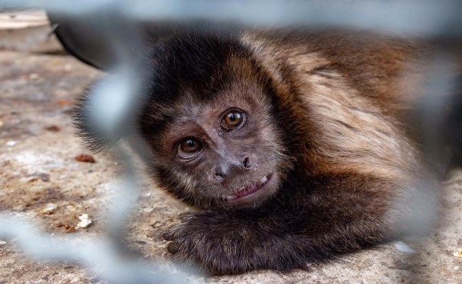 Tres años de cárcel por tener un animal silvestre de mascota