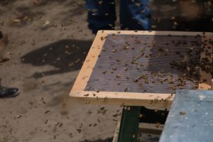 Ambato es pionero en la extracción de veneno de abeja