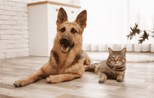 Campaña de esterilización de mascotas se realizará en Ambato