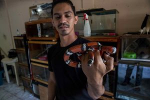 Hombre convive con 45 serpientes mascotas