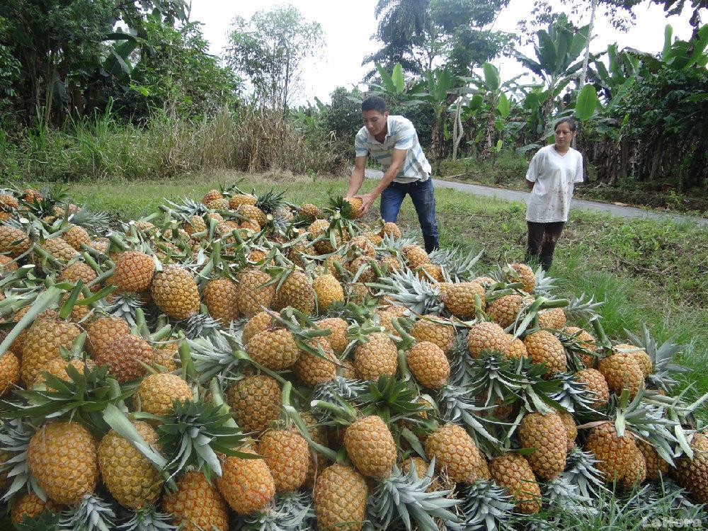 La fruta de exportación se cultiva en 3.300 hectáreas de Santo Domingo de los Tsáchilas.