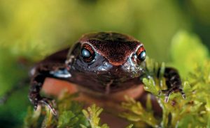 Nueva especie de rana en Ecuador es más pequeña que una moneda