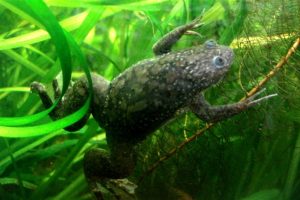 Científicos logran que les crezcan nuevas patas a ranas