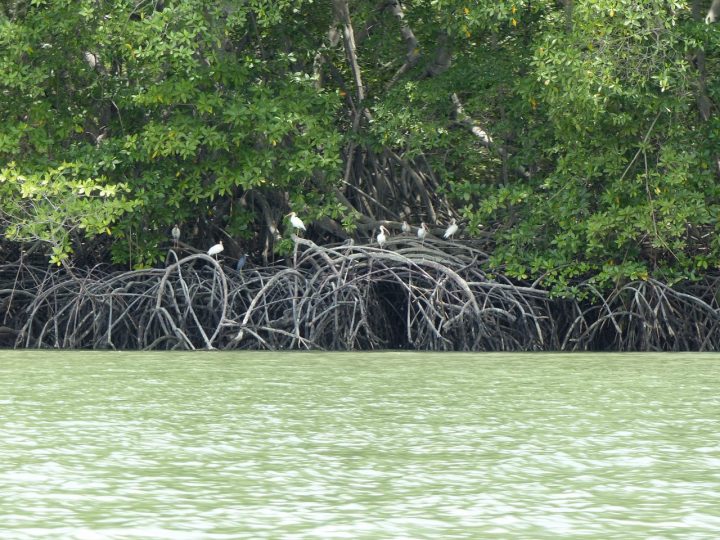 SITUACIÓN. En la Isla de Los Chalenes hubo una afectación de 43 hectáreas de manglar sin que todavía queden claras las sanciones.